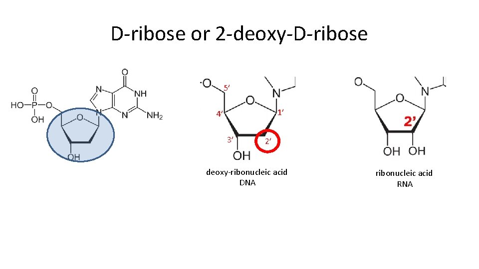 D-ribose or 2 -deoxy-D-ribose 5’ 1’ 4’ 3’ 2’ deoxy-ribonucleic acid DNA ribonucleic acid