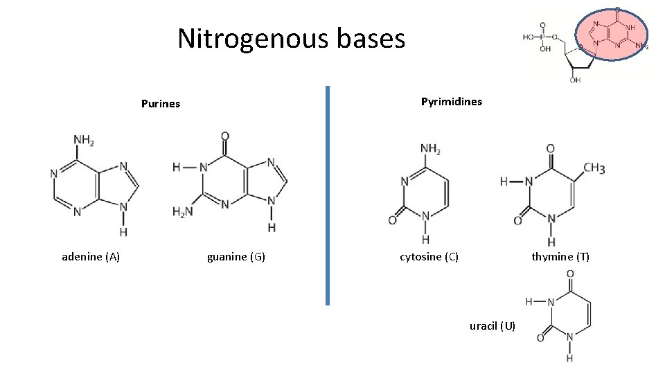 Nitrogenous bases Pyrimidines Purines adenine (A) guanine (G) cytosine (C) thymine (T) uracil (U)