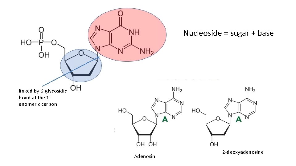 Nucleoside = sugar + base linked by β-glycosidic bond at the 1’ anomeric carbon