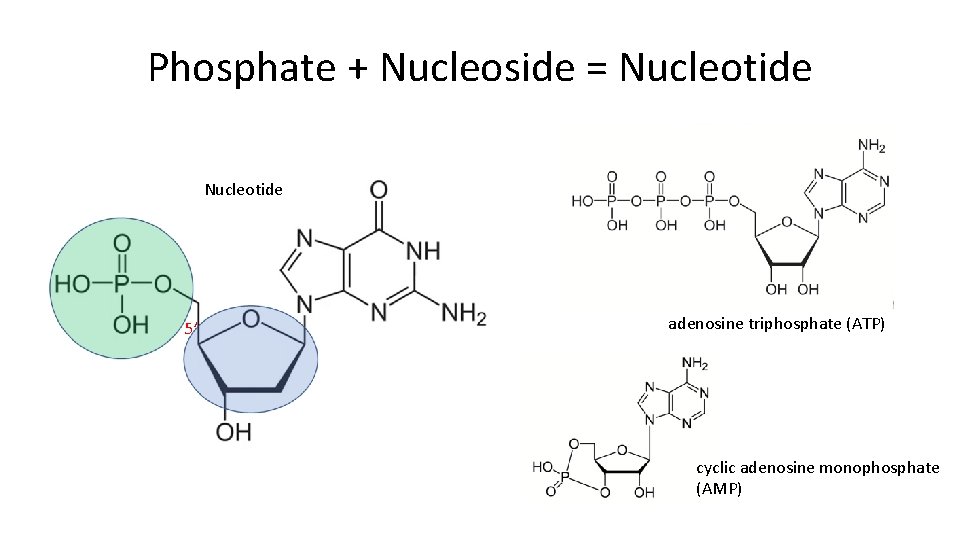 Phosphate + Nucleoside = Nucleotide 5’ adenosine triphosphate (ATP) cyclic adenosine monophosphate (AMP) 