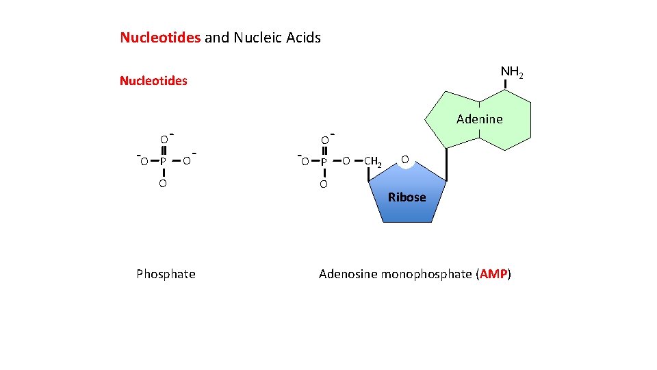 Nucleotides and Nucleic Acids NH 2 Nucleotides -O OP O - O Phosphate -O