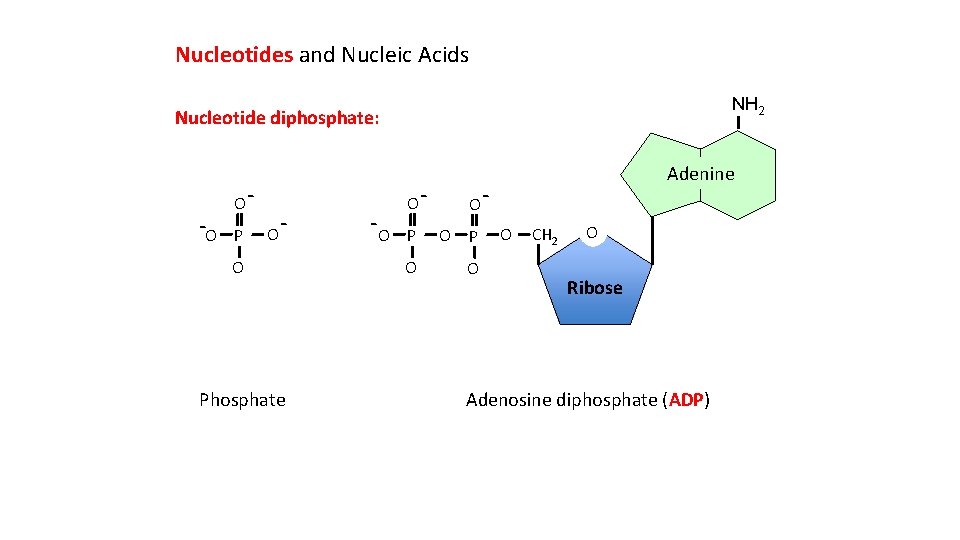 Nucleotides and Nucleic Acids NH 2 Nucleotide diphosphate: -O OP O - O Phosphate