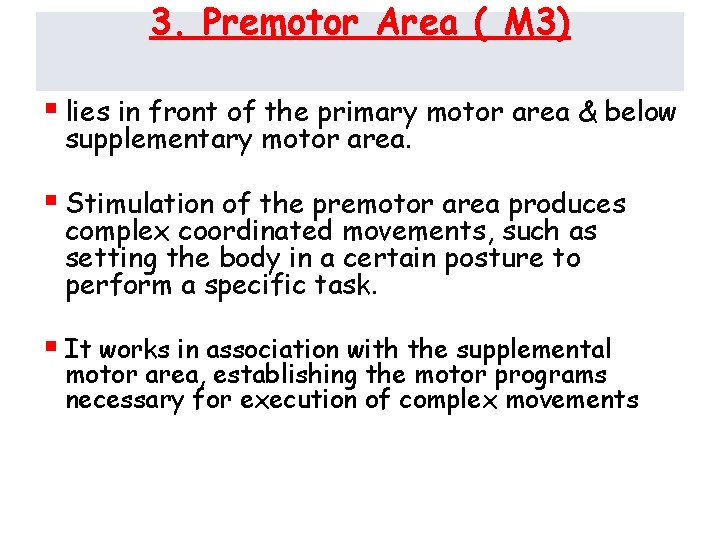 3. Premotor Area ( M 3) § lies in front of the primary motor