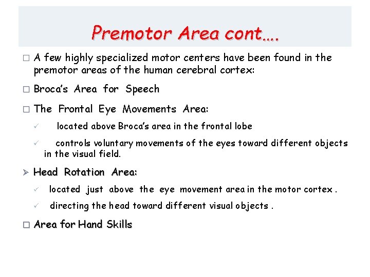 Premotor Area cont…. � A few highly specialized motor centers have been found in