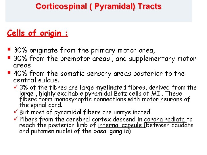 Corticospinal ( Pyramidal) Tracts Cells of origin : § 30% originate from the primary