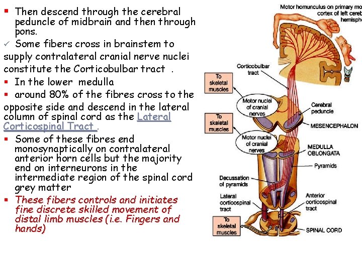 § Then descend through the cerebral peduncle of midbrain and then through pons. ü