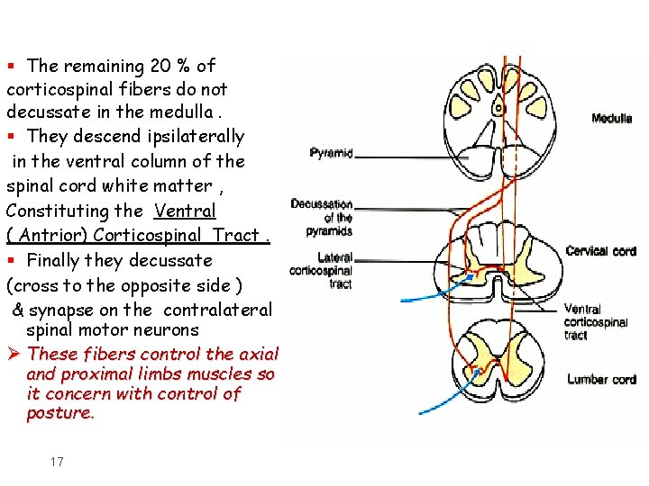 § The remaining 20 % of corticospinal fibers do not decussate in the medulla.