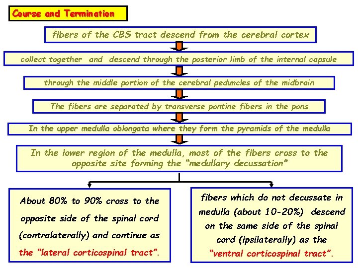 Course and Termination fibers of the CBS tract descend from the cerebral cortex collect