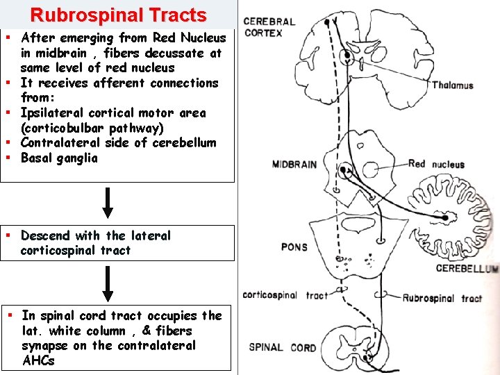 Rubrospinal Tracts § After emerging from Red Nucleus in midbrain , fibers decussate at