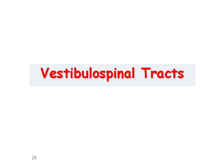 Vestibulospinal Tracts 25 