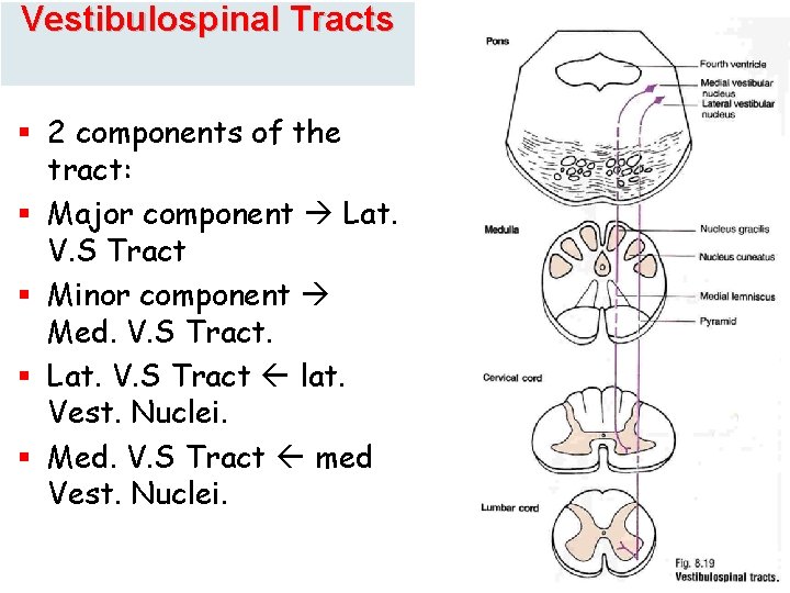 Vestibulospinal Tracts § 2 components of the tract: § Major component Lat. V. S