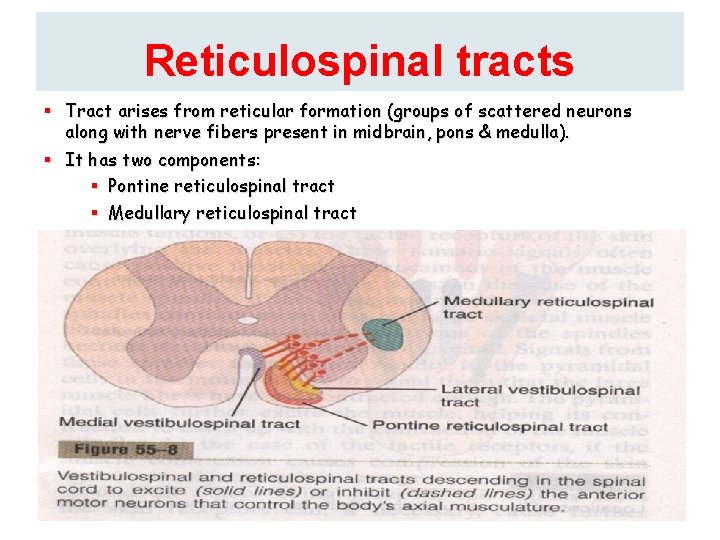 Reticulospinal tracts § Tract arises from reticular formation (groups of scattered neurons along with