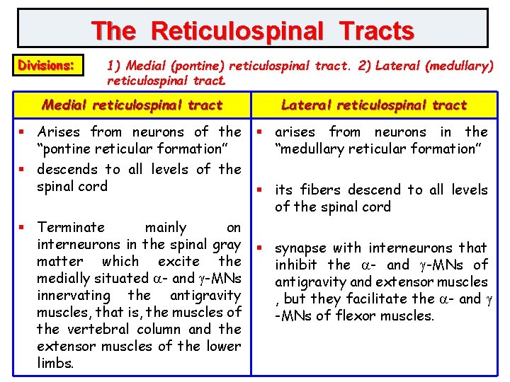 The Reticulospinal Tracts Divisions: 1) Medial (pontine) reticulospinal tract. 2) Lateral (medullary) reticulospinal tract.