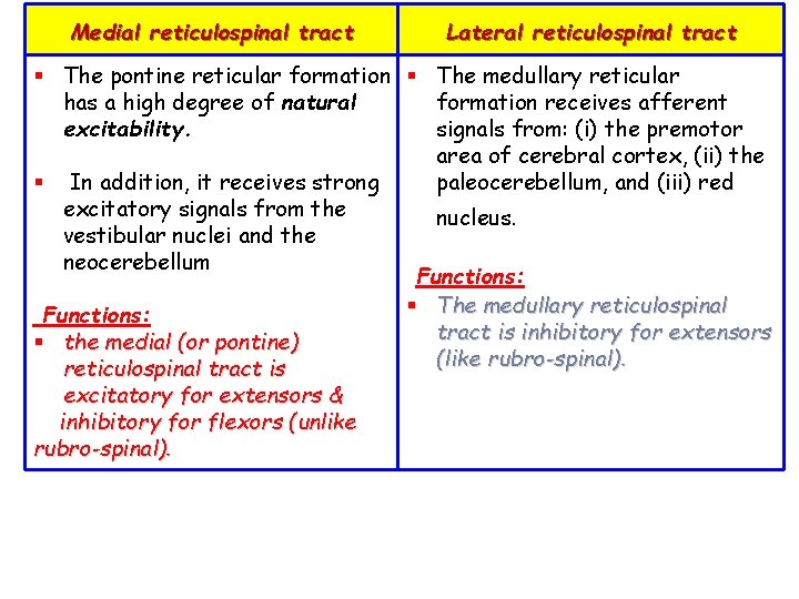 Medial reticulospinal tract Lateral reticulospinal tract § The pontine reticular formation § The medullary
