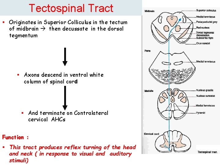 Tectospinal Tract § Originates in Superior Colliculus in the tectum of midbrain then decussate