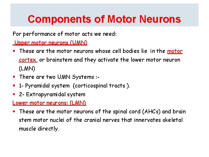 Components of Motor Neurons For performance of motor acts we need: Upper motor neurons