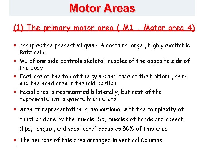 Motor Areas (1) The primary motor area ( M 1. Motor area 4) §