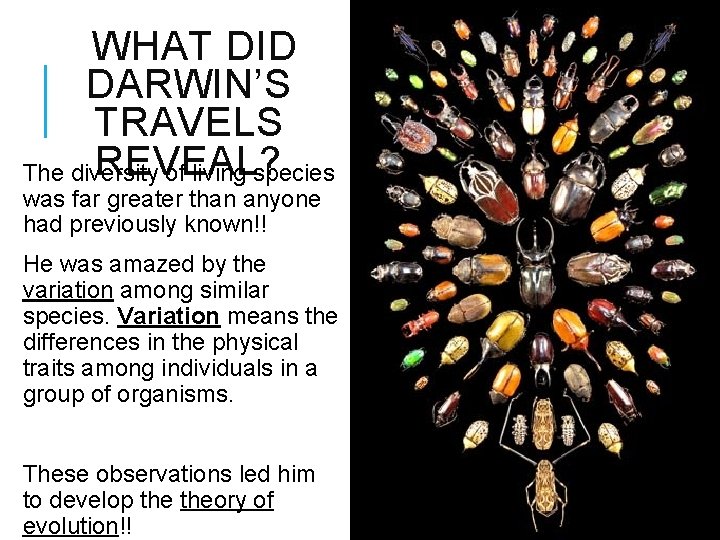 WHAT DID DARWIN’S TRAVELS REVEAL? The diversity of living species was far greater than