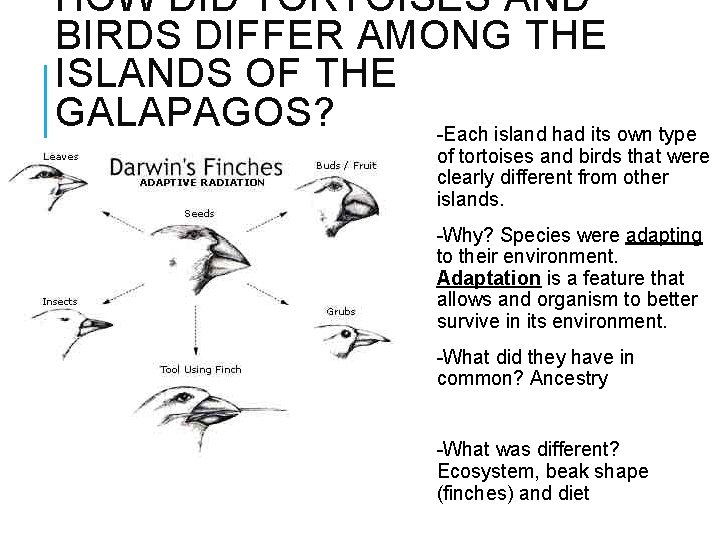 HOW DID TORTOISES AND BIRDS DIFFER AMONG THE ISLANDS OF THE GALAPAGOS? -Each island