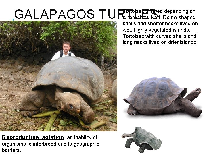 GALAPAGOS TURTLES Tortoises differed depending on where they lived. Dome-shaped shells and shorter necks