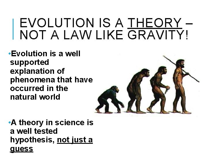 EVOLUTION IS A THEORY – NOT A LAW LIKE GRAVITY! • Evolution is a