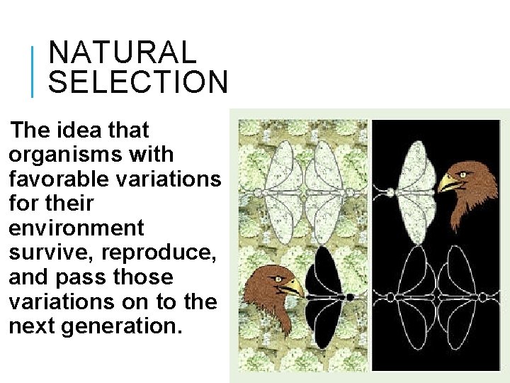 NATURAL SELECTION The idea that organisms with favorable variations for their environment survive, reproduce,