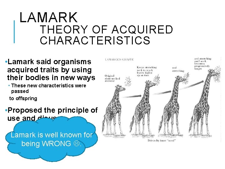 LAMARK THEORY OF ACQUIRED CHARACTERISTICS • Lamark said organisms acquired traits by using their