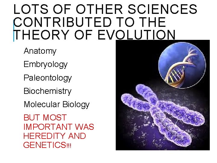 LOTS OF OTHER SCIENCES CONTRIBUTED TO THEORY OF EVOLUTION Anatomy Embryology Paleontology Biochemistry Molecular