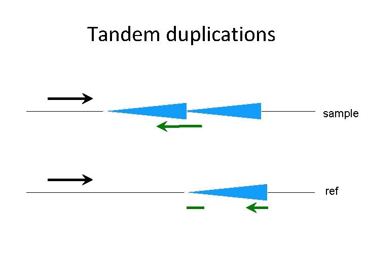 Tandem duplications sample ref 