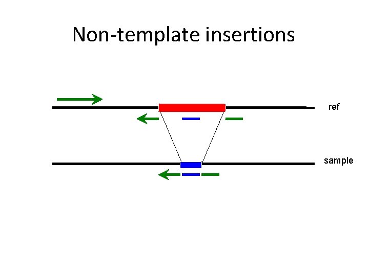 Non-template insertions ref sample 