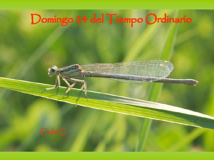 Domingo 24 del Tiempo Ordinario Ciclo C 