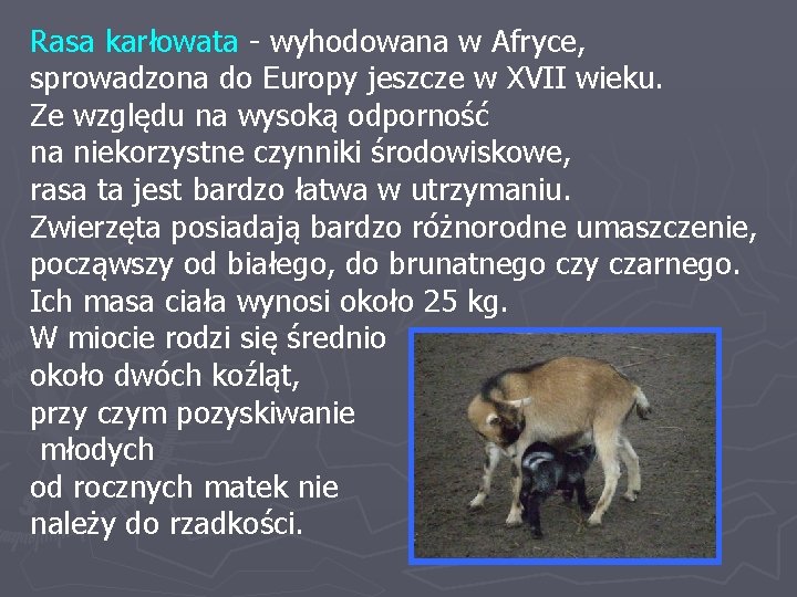Rasa karłowata - wyhodowana w Afryce, sprowadzona do Europy jeszcze w XVII wieku. Ze
