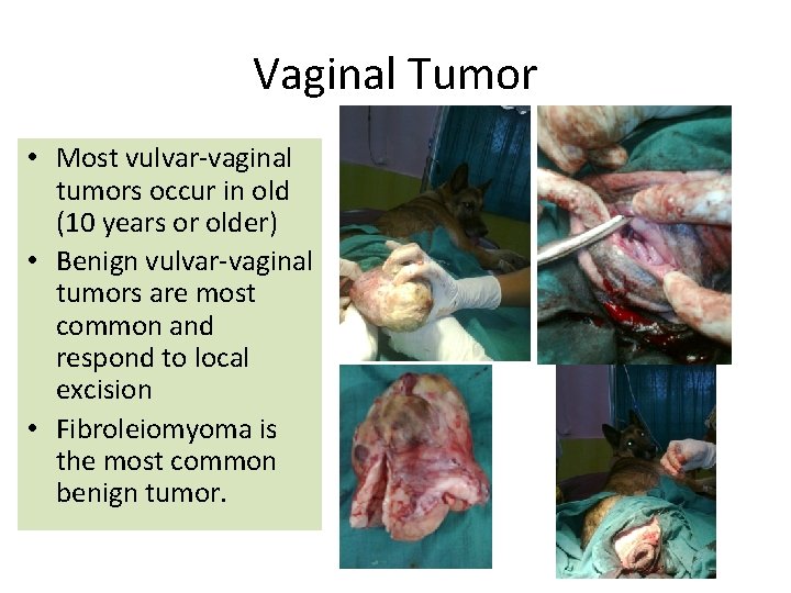 Vaginal Tumor • Most vulvar-vaginal tumors occur in old (10 years or older) •