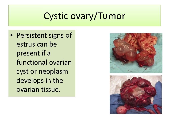 Cystic ovary/Tumor • Persistent signs of estrus can be present if a functional ovarian