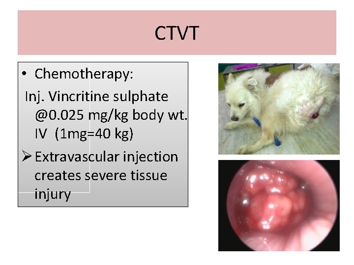 CTVT • Chemotherapy: Inj. Vincritine sulphate @0. 025 mg/kg body wt. IV (1 mg=40