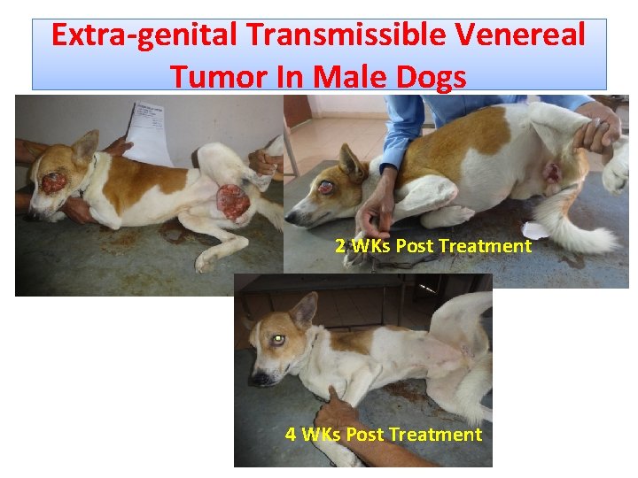 Extra-genital Transmissible Venereal Tumor In Male Dogs 2 WKs Post Treatment 4 WKs Post