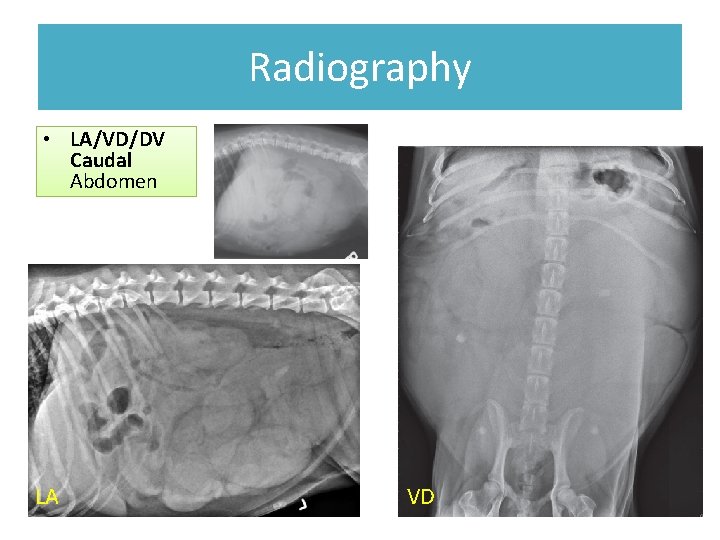 Radiography • LA/VD/DV Caudal Abdomen LA VD 