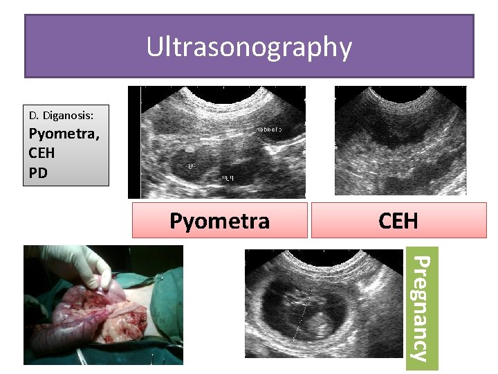 Ultrasonography D. Diganosis: Pyometra, CEH PD Pyometra CEH Pregnancy 