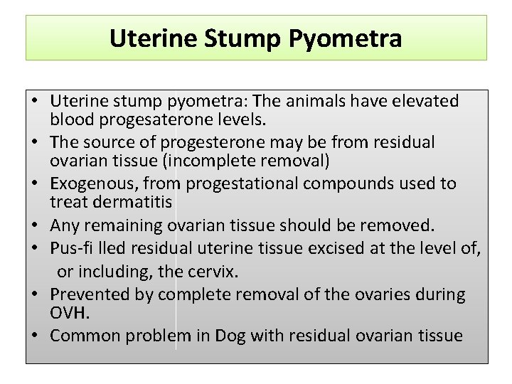 Uterine Stump Pyometra • Uterine stump pyometra: The animals have elevated blood progesaterone levels.