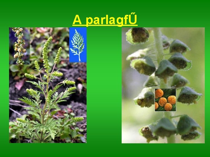A parlagfŰ A parlagfŰ