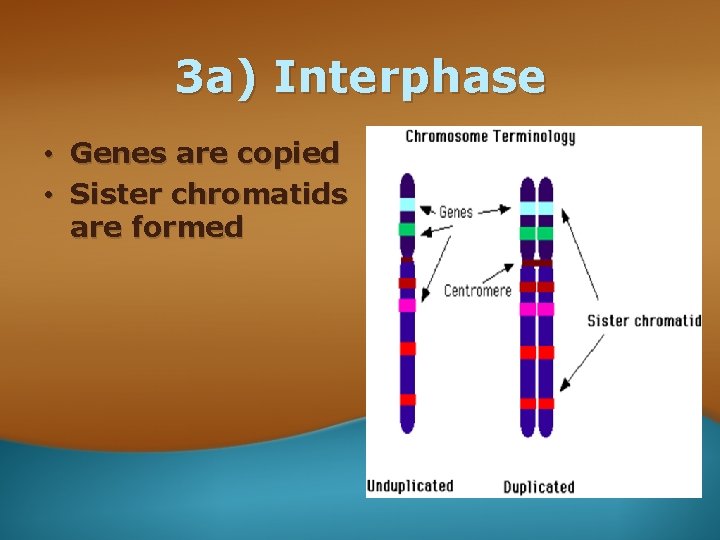 3 a) Interphase • • Genes are copied Sister chromatids are formed 