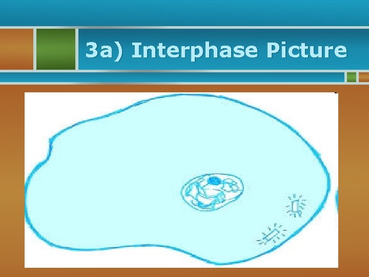 3 a) Interphase Picture 