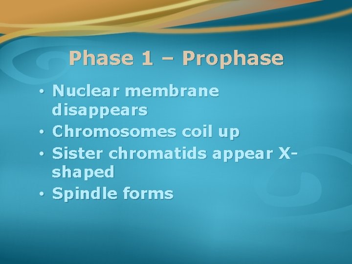 Phase 1 – Prophase • Nuclear membrane disappears • Chromosomes coil up • Sister