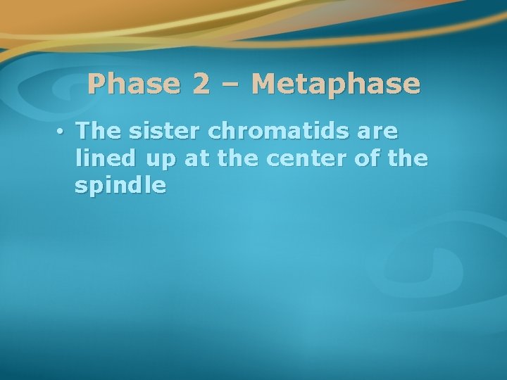 Phase 2 – Metaphase • The sister chromatids are lined up at the center