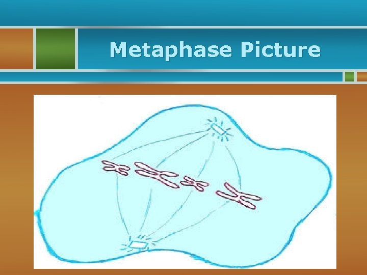 Metaphase Picture 