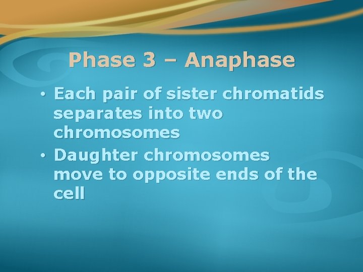Phase 3 – Anaphase • Each pair of sister chromatids separates into two chromosomes