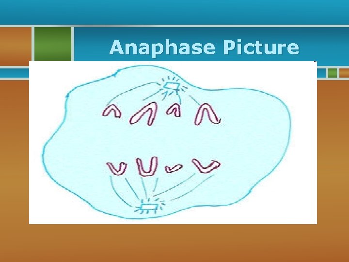 Anaphase Picture 