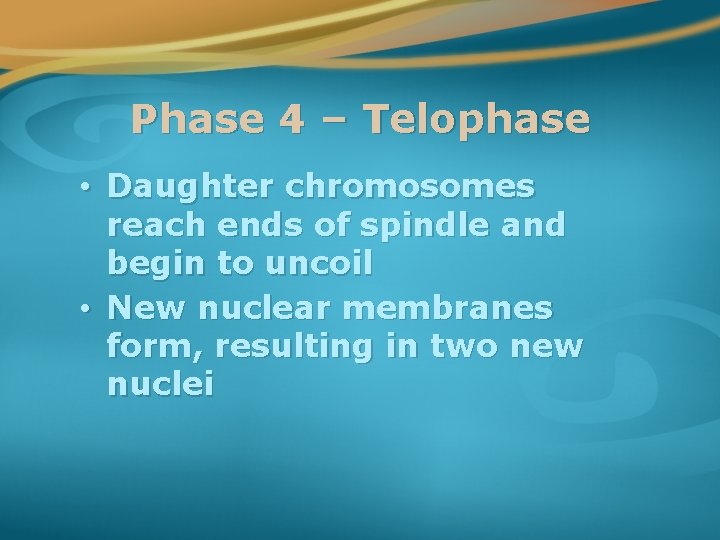 Phase 4 – Telophase • Daughter chromosomes reach ends of spindle and begin to