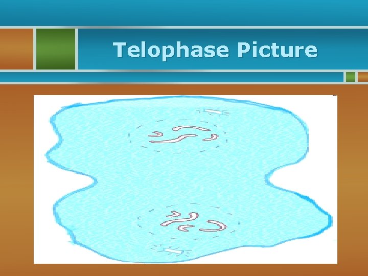 Telophase Picture 