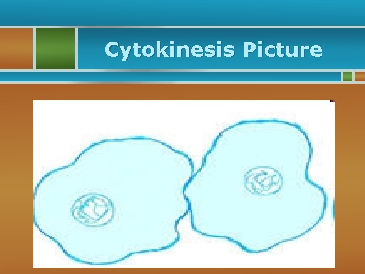 Cytokinesis Picture 